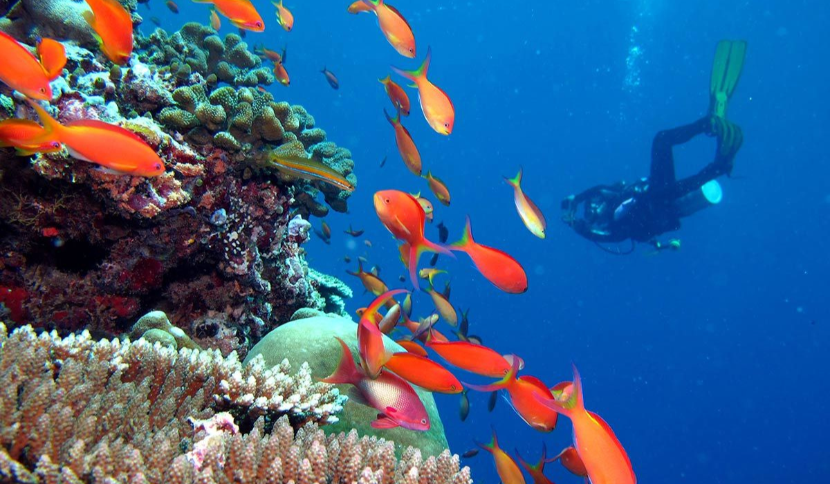 Aqua Adventure Awaits! Your Dream Dive in the Maldives