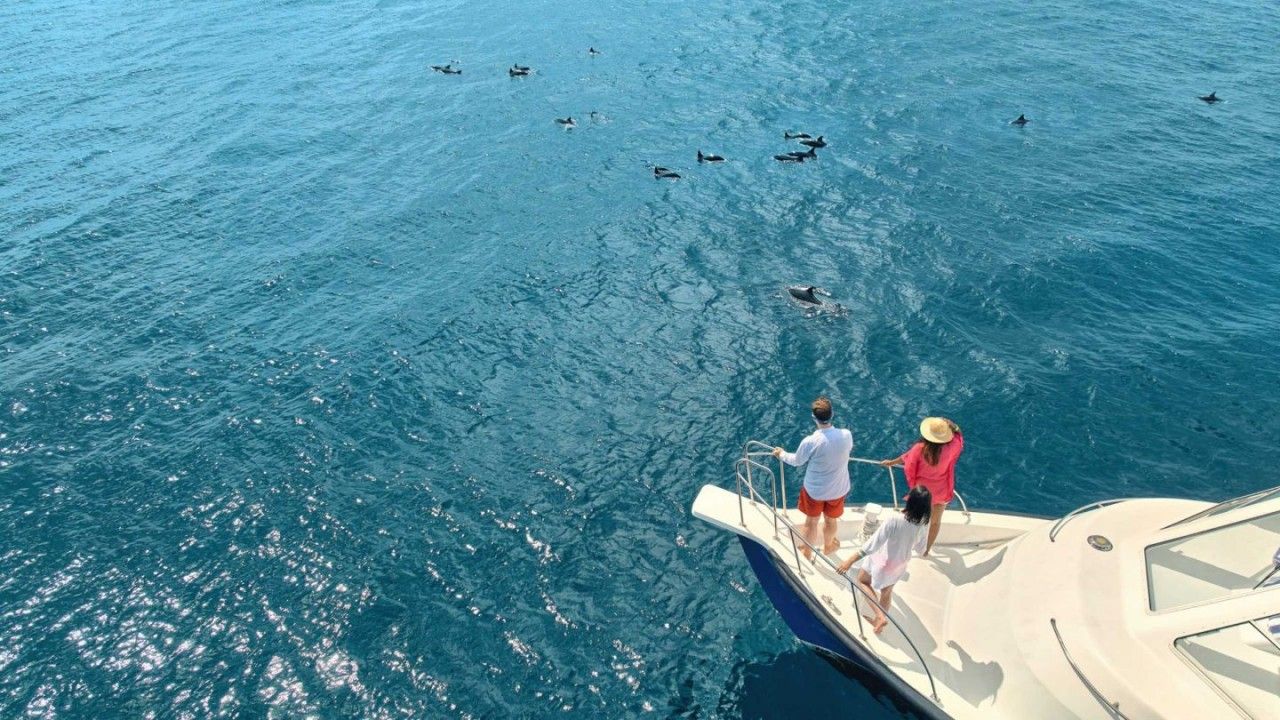 Dolphin cruise in the Maldives