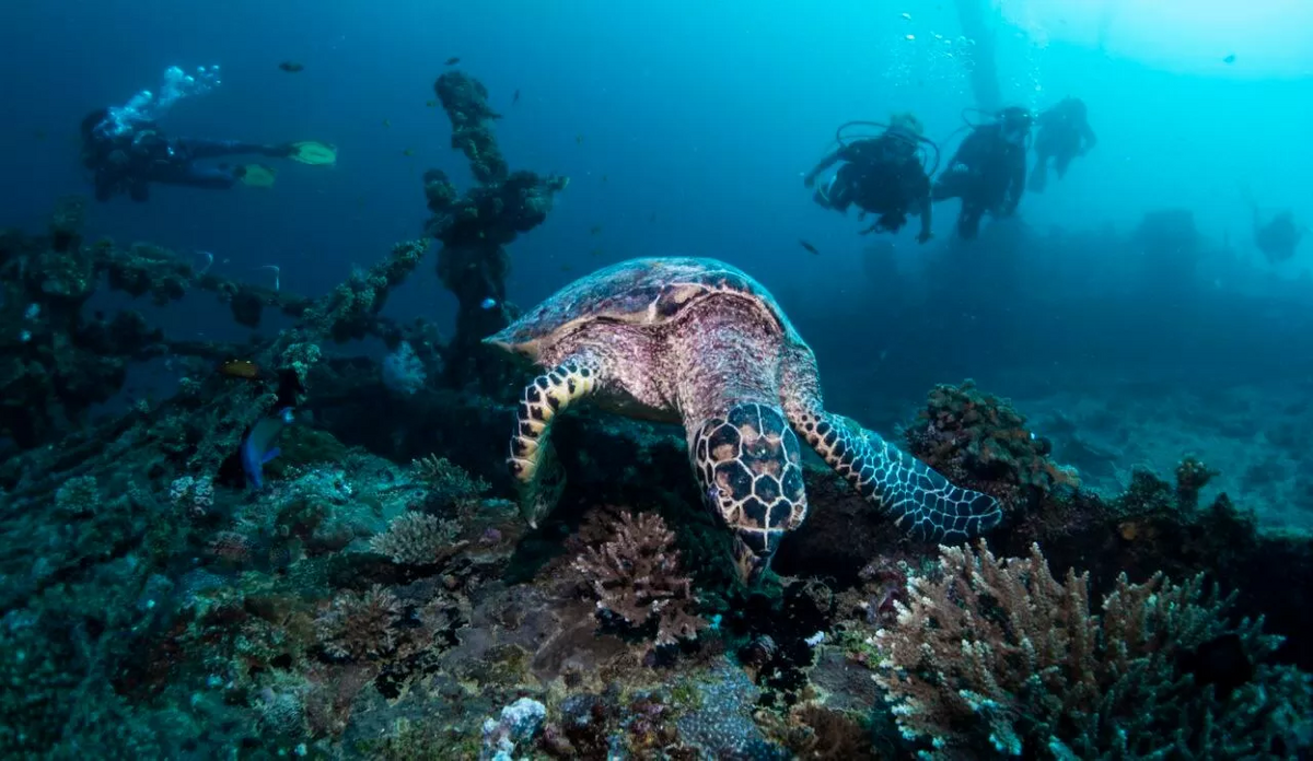 Get Ready to Dive Deep into Kandima Maldives' Aquatic Oasis!