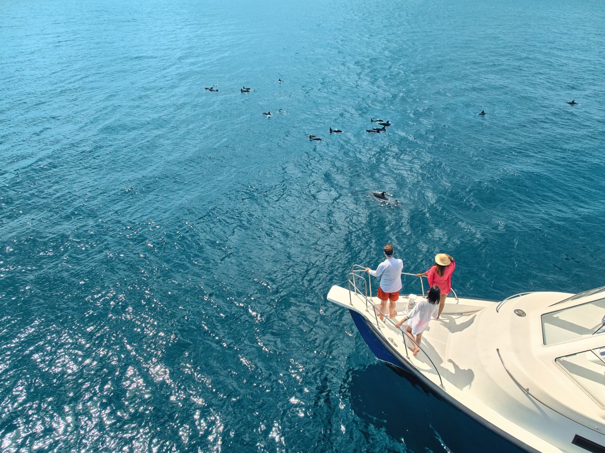 Kandima Aquaholics Dolphin Quest Medium 2