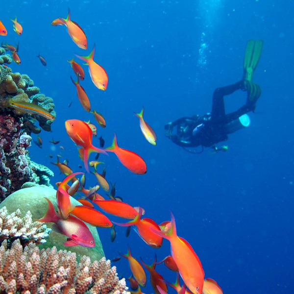 Renowned Dive Sites