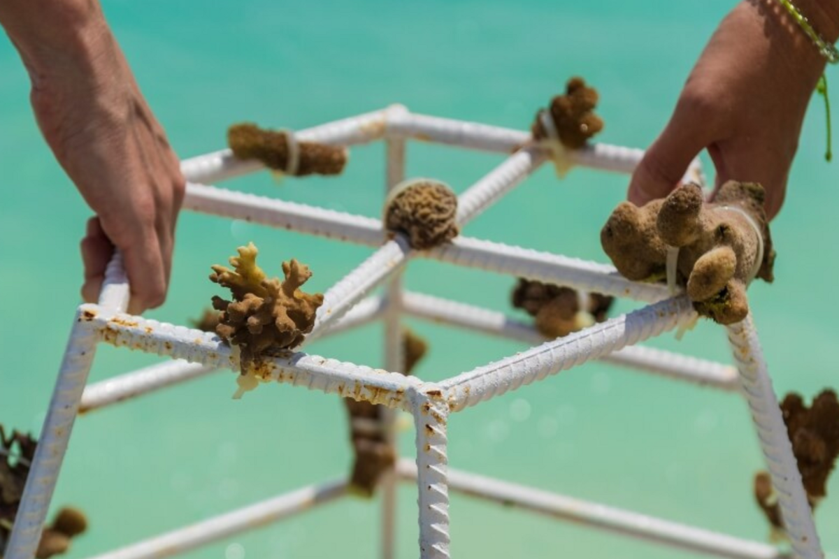 Making Waves with Coral Restoration