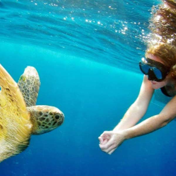 潜寻海龟